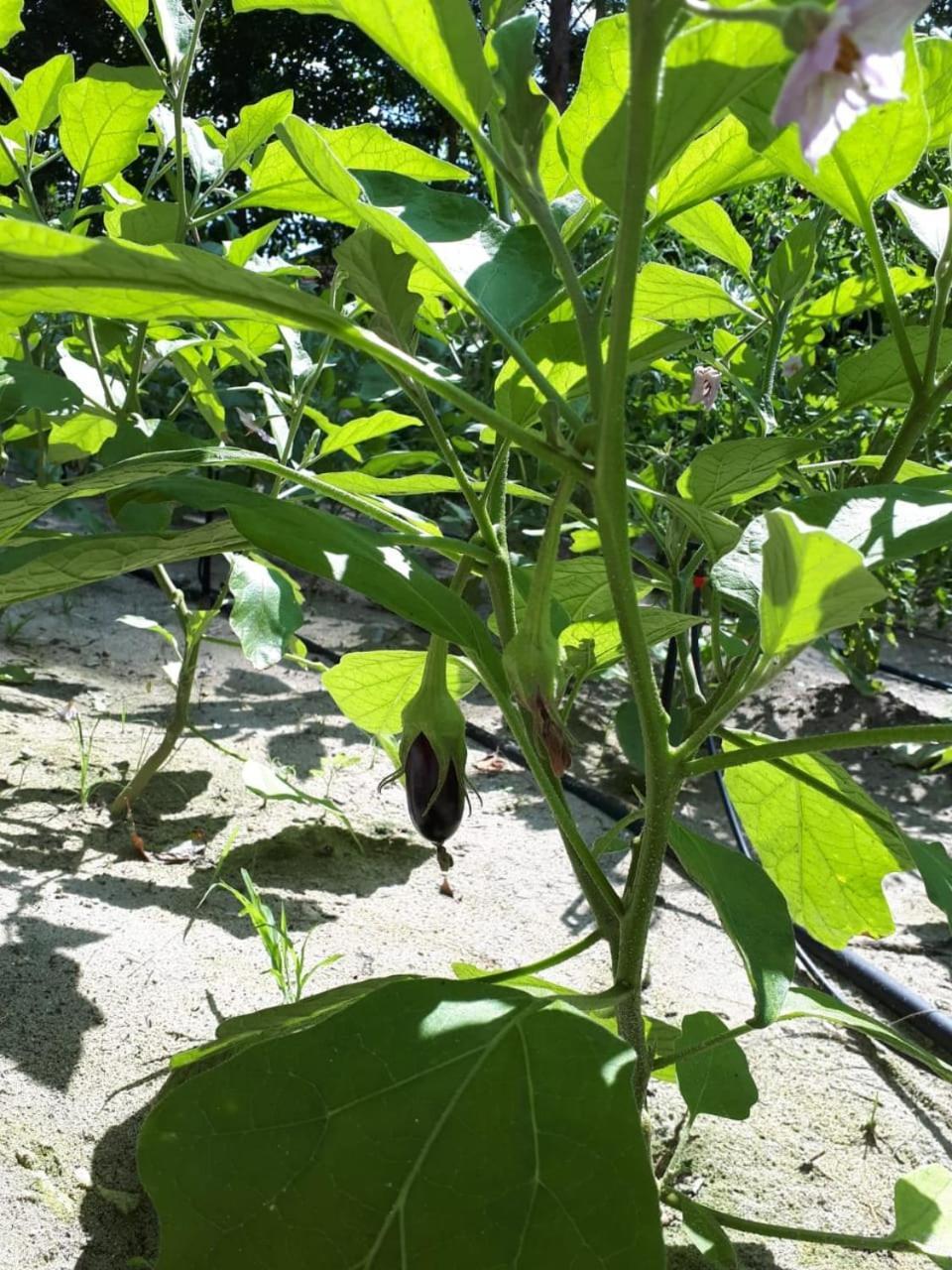 普拉斯林布利斯酒店 大安塞 外观 照片